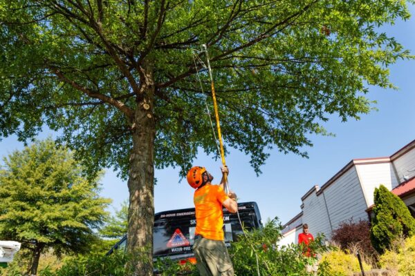 tree pruning