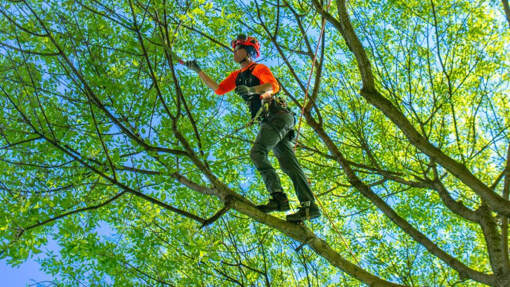 tree pruning