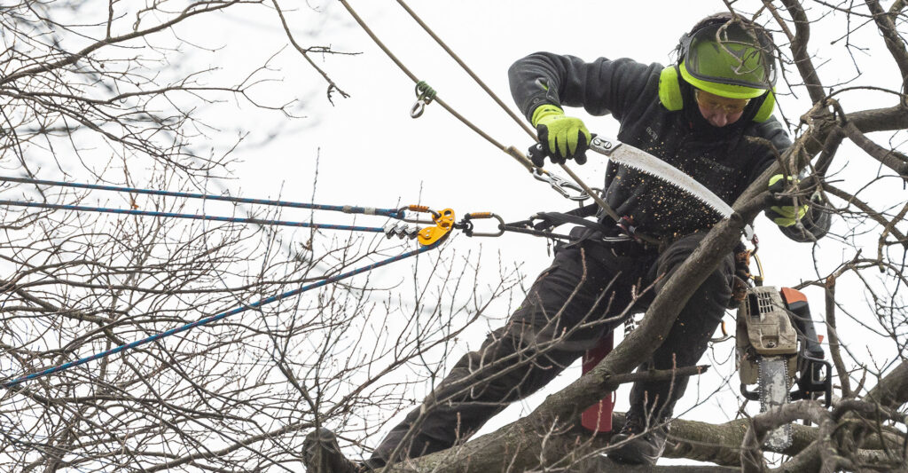 tree pruning