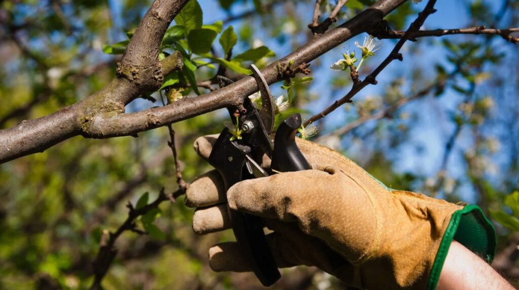 tree pruning