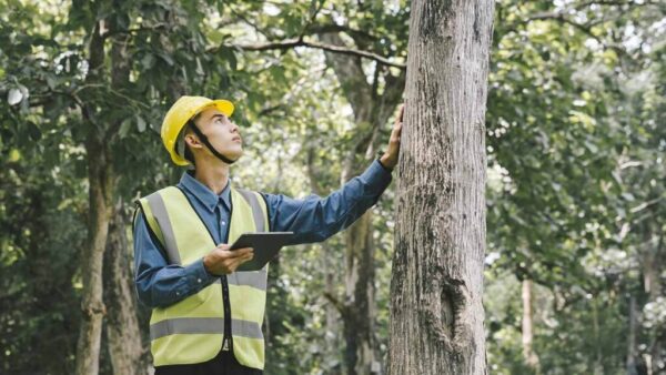 project arborist sydney