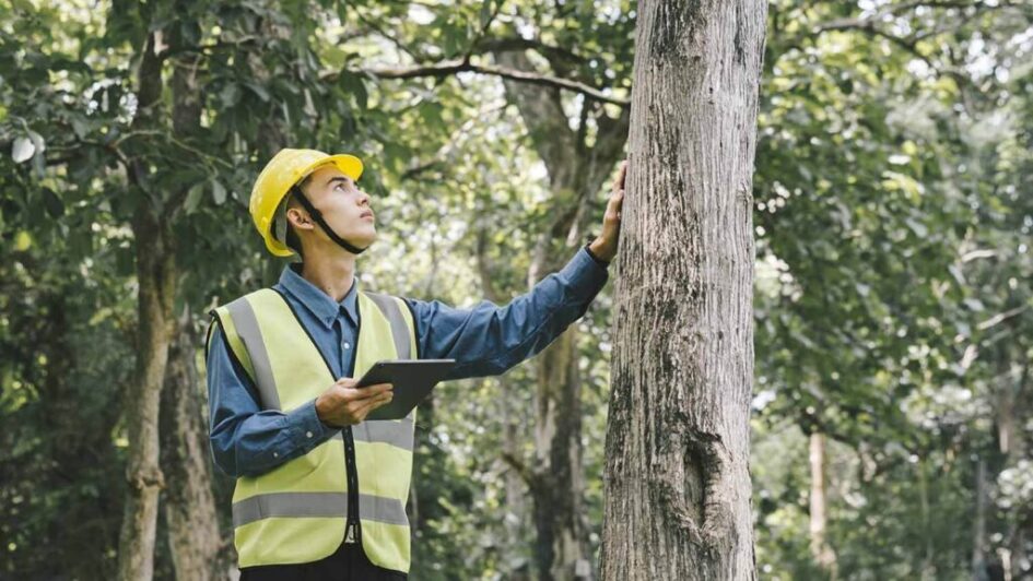 project arborist sydney