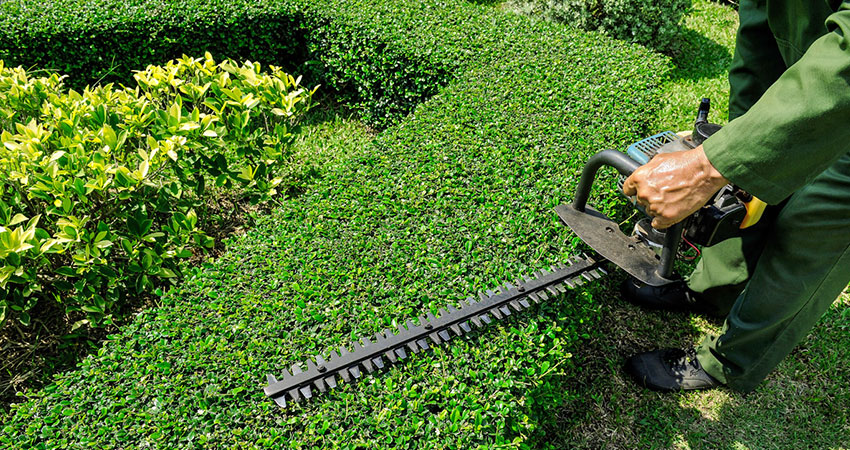 trim hedges