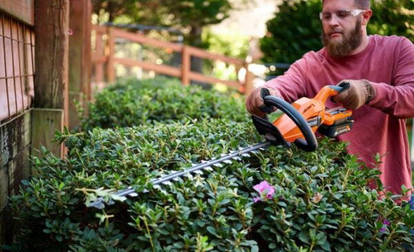 trim hedges